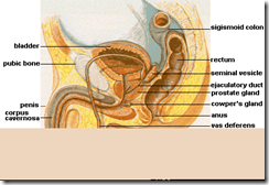 4.webp