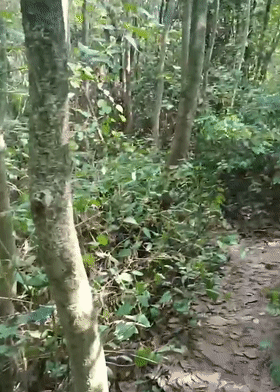 4.gif